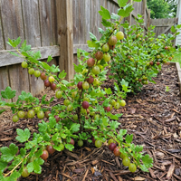 Stachelbeeren Samen Ribes uva crispa