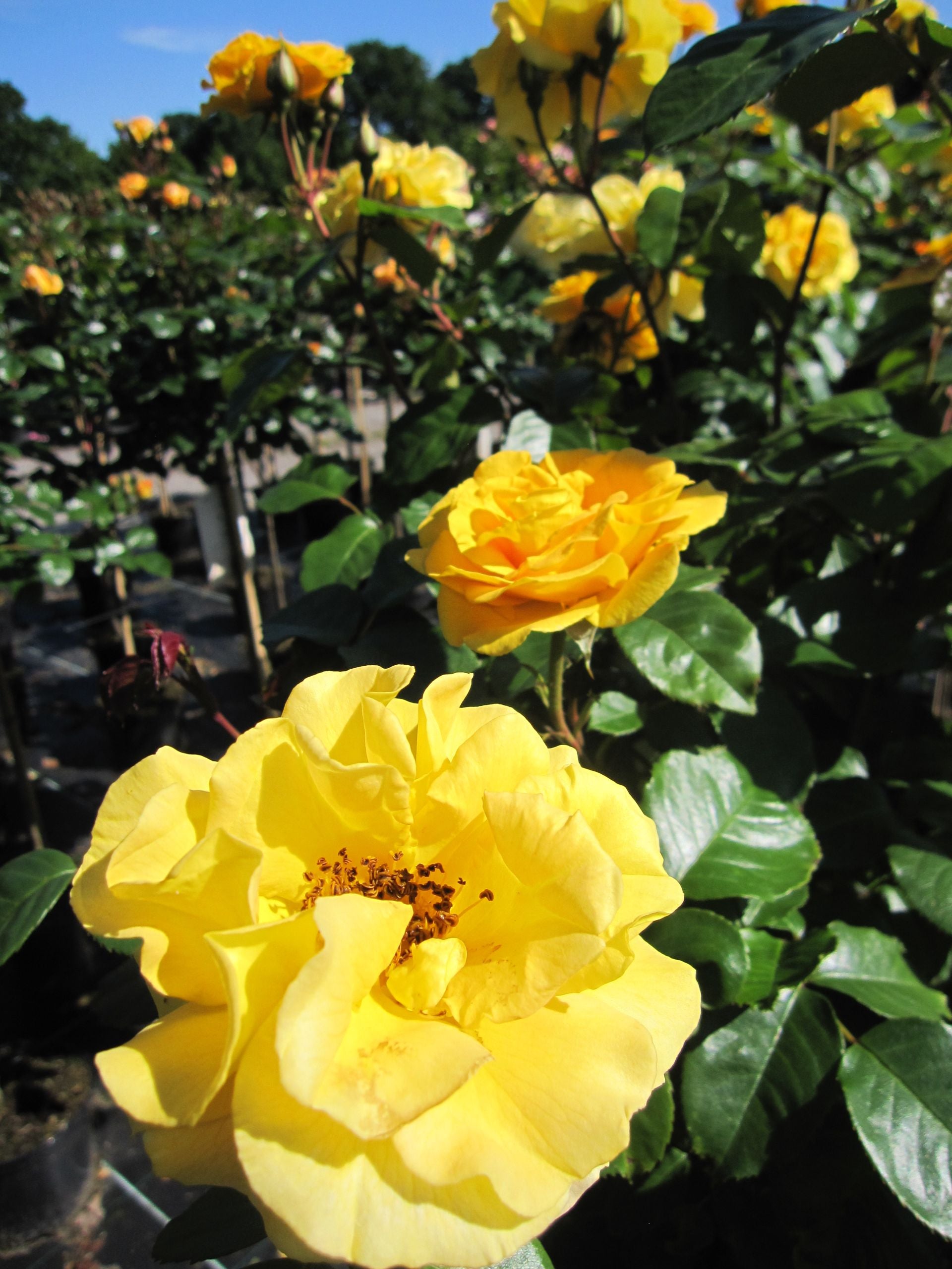 Gelb Grün Rose Blumensamen zur Aussaat Traditionssorte ohne Gentechnik Anzucht Garten Blüten