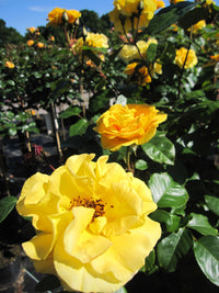 Gelb Grün Rose Blumensamen zur Aussaat Traditionssorte ohne Gentechnik Anzucht Garten Blüten