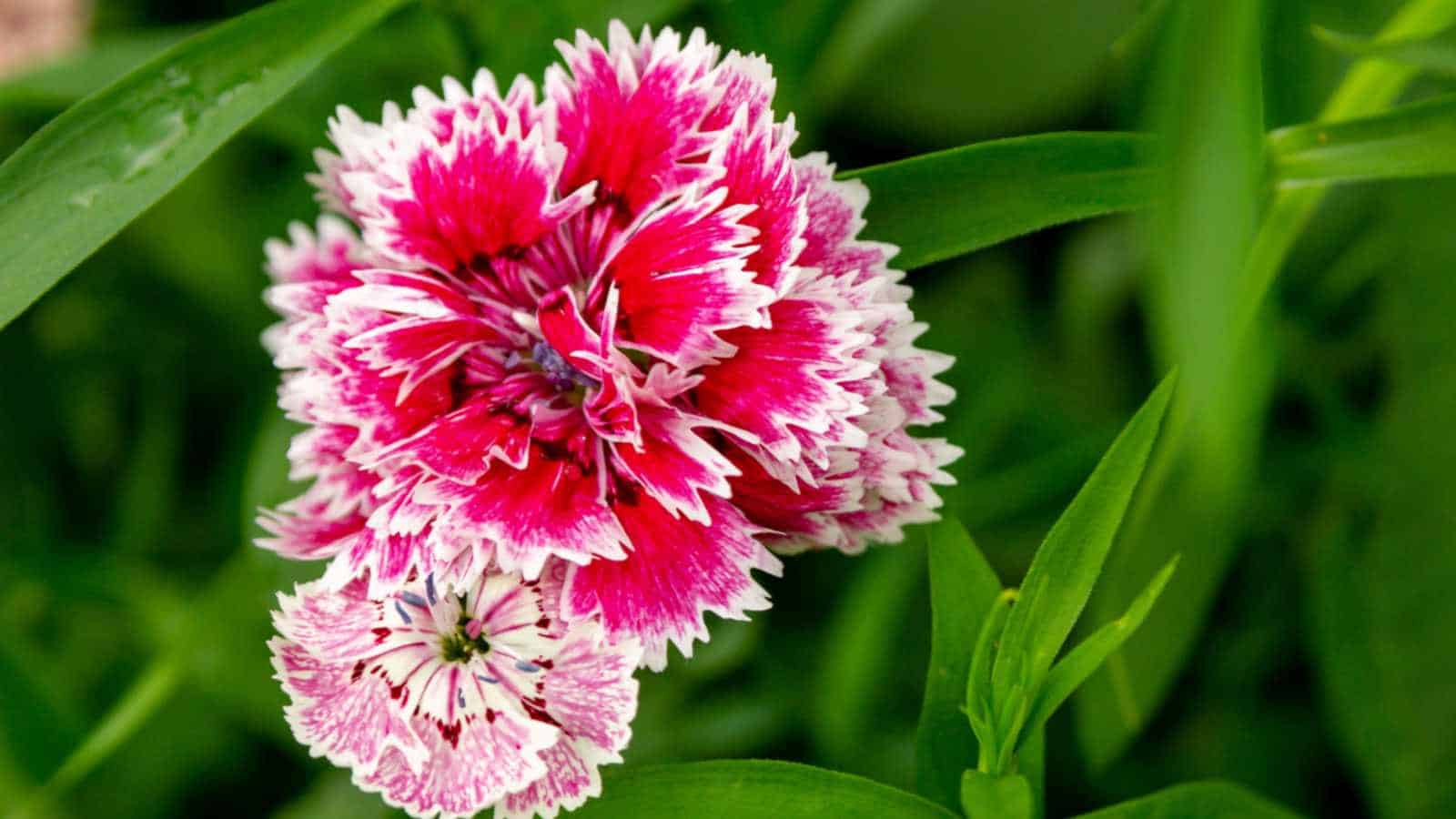Rosa Weiß Nelke Blumensamen zur Aussaat Bestäuber freundlich Traditionssorte & ohne Gentechnik Samen Hausgarten