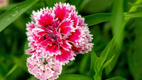 Rosa Weiß Nelke Blumensamen zur Aussaat Bestäuber freundlich Traditionssorte & ohne Gentechnik Samen Hausgarten
