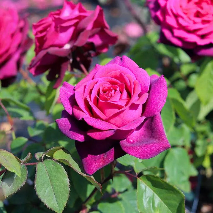Dark rosa roses wachsend in a vibrant garten bed