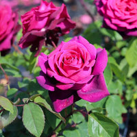 Dark rosa roses wachsend in a vibrant garten bed