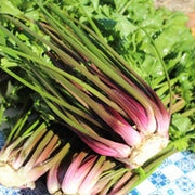 Pink Plume Celery Gemüse Samen zum Pflanzen