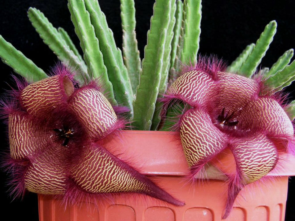 Stapelia Blumensamen zur Aussaat pflegeleicht Traditionssorte & ohne Gentechnik Samen Hausgarten