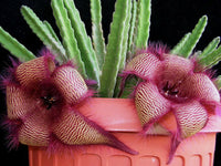 Stapelia Blumensamen zur Aussaat pflegeleicht Traditionssorte & ohne Gentechnik Samen Hausgarten