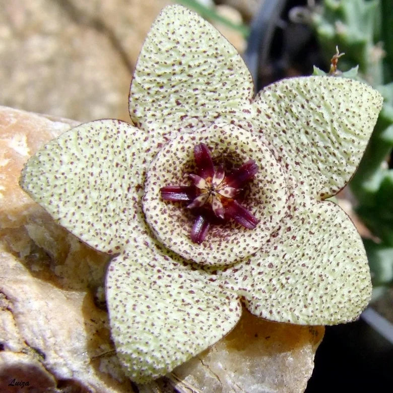 Stapelia Pulchella Succulent Blumensamen zur Aussaat – robust Sorte – Traditionssorte & ohne Gentechnik Samen Hausgarten