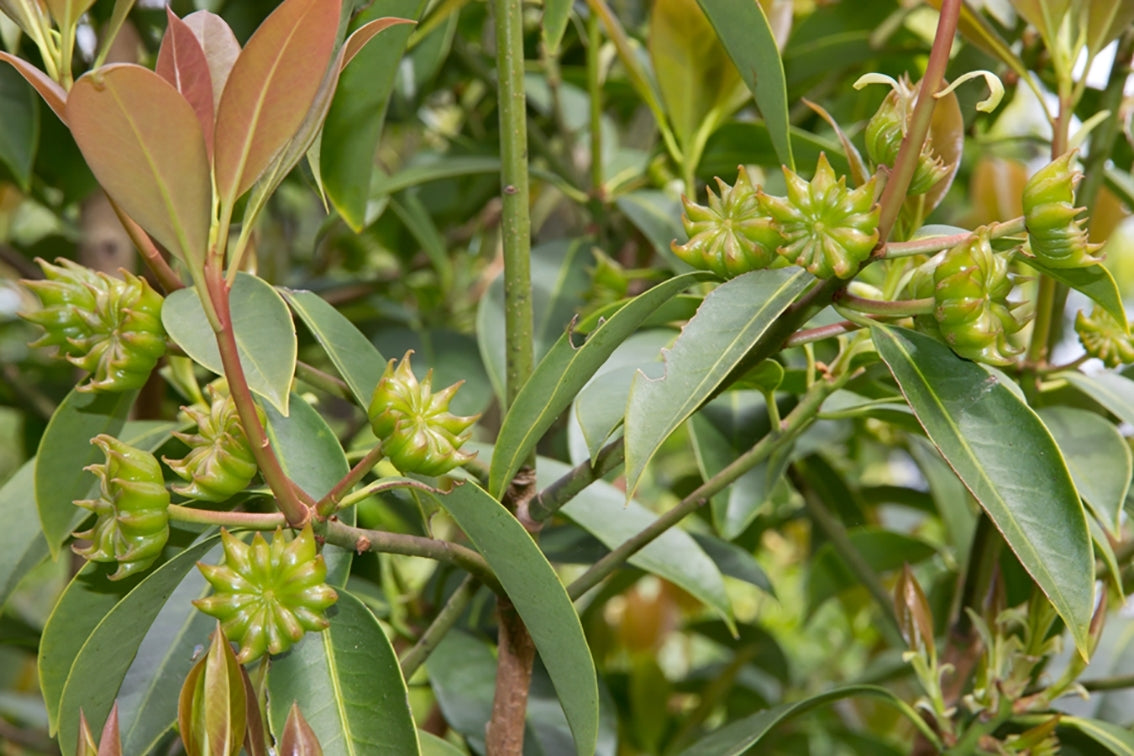 Star Anise Samen zur Aussaat – zur eigenen Anzucht von Star Anise Blume