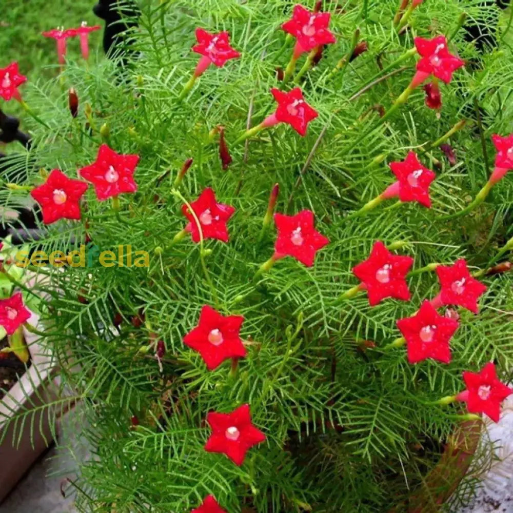 Mixed star creeper flowering samen for gardens