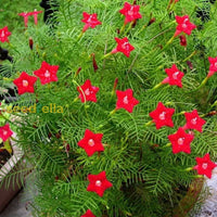 Mixed star creeper flowering samen for gardens