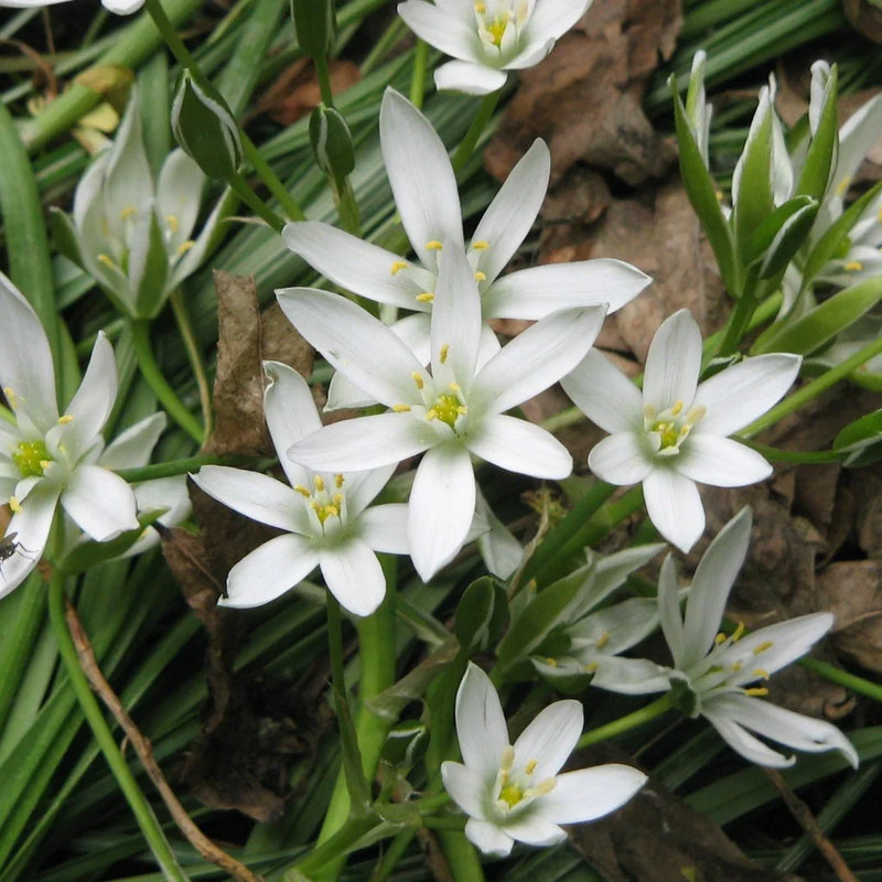 Star of bethlehem samen for anpflanzung
