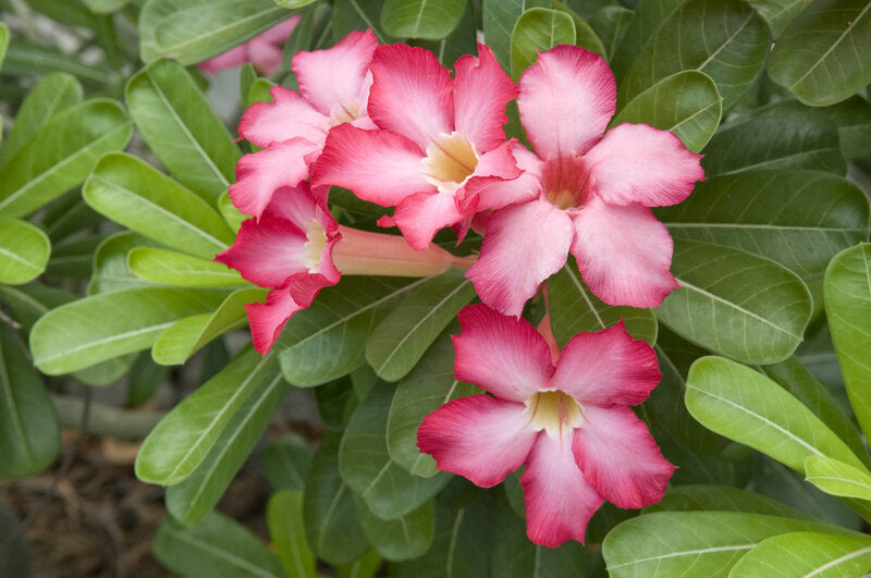 Wüstenrose Obesum Blumensamen zur Aussaat kompakt Wuchs Traditionssorte & ohne Gentechnik Samen Hausgarten