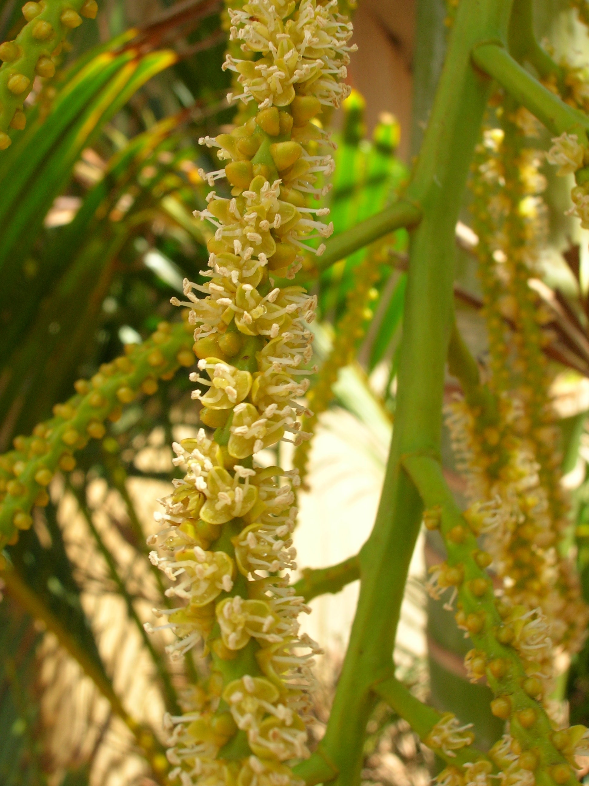 Grün Chrysalidocarpus Lutescens Blumensamen zur Aussaat – Landhaus Garten wichtig – Traditionssorte & ohne Gentechnik Samen Hausgarten