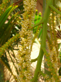 Grün Chrysalidocarpus Lutescens Blumensamen zur Aussaat – Landhaus Garten wichtig – Traditionssorte & ohne Gentechnik Samen Hausgarten