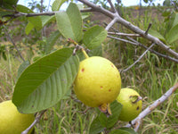 Young Psidium guajava samen für einfaches Anpflanzen