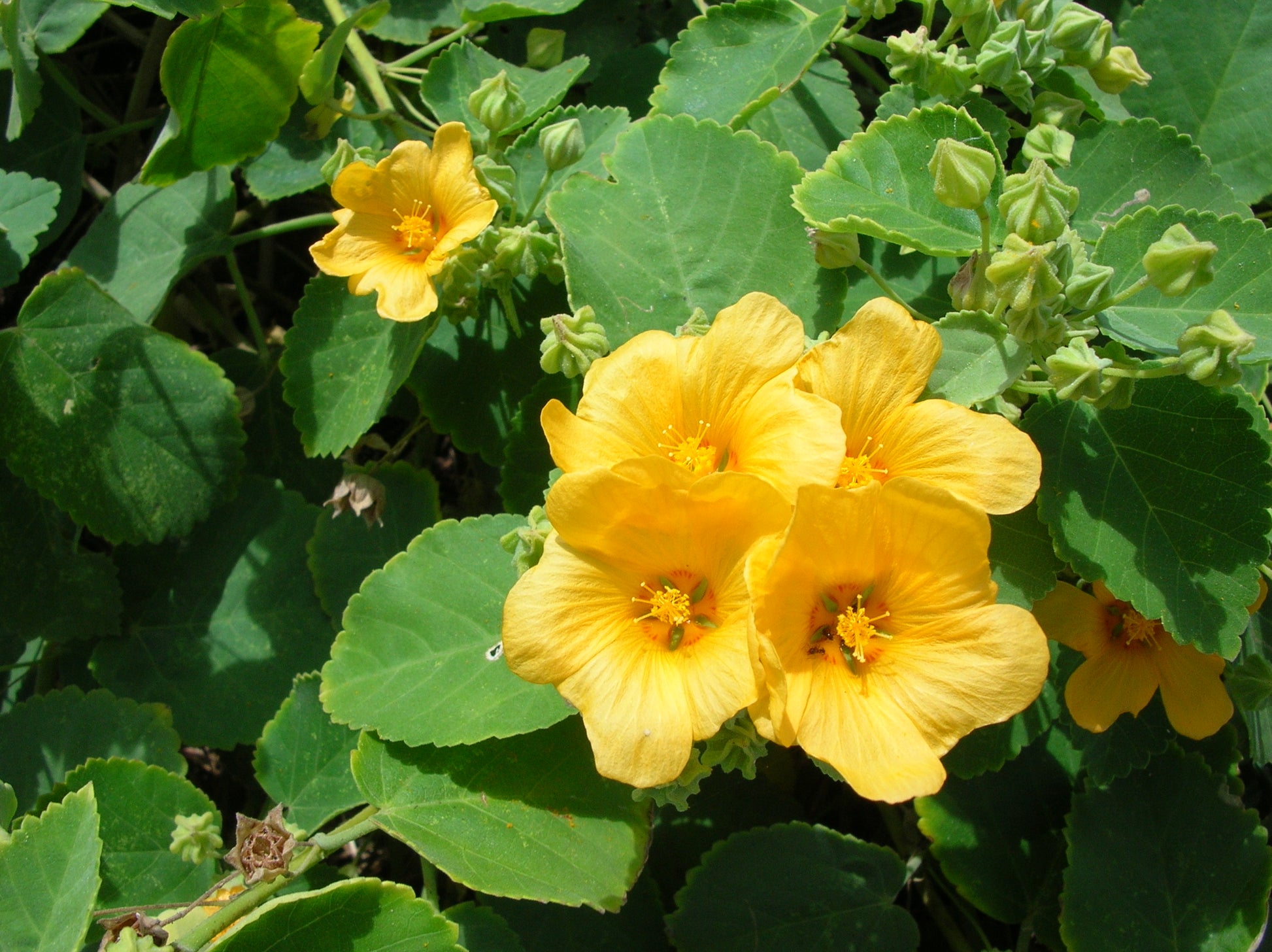Country Mallow (Sida cordifolia) Bala / Flannel Weed Blumensamen