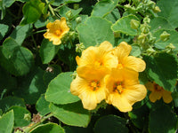 Country Mallow (Sida cordifolia) Bala / Flannel Weed Blumensamen