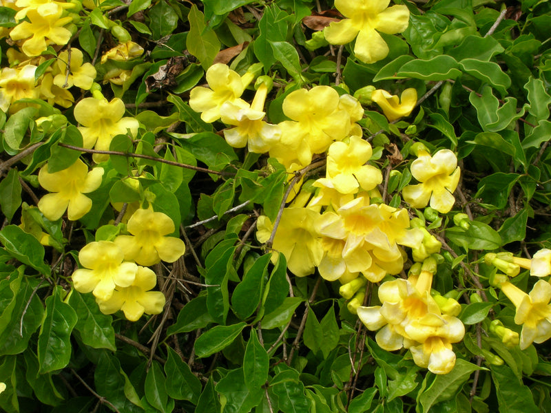 Dolichandra Unguis Blumensamen zur Aussaat saisonal Dauerblüher Traditionssorte & ohne Gentechnik Samen Hausgarten