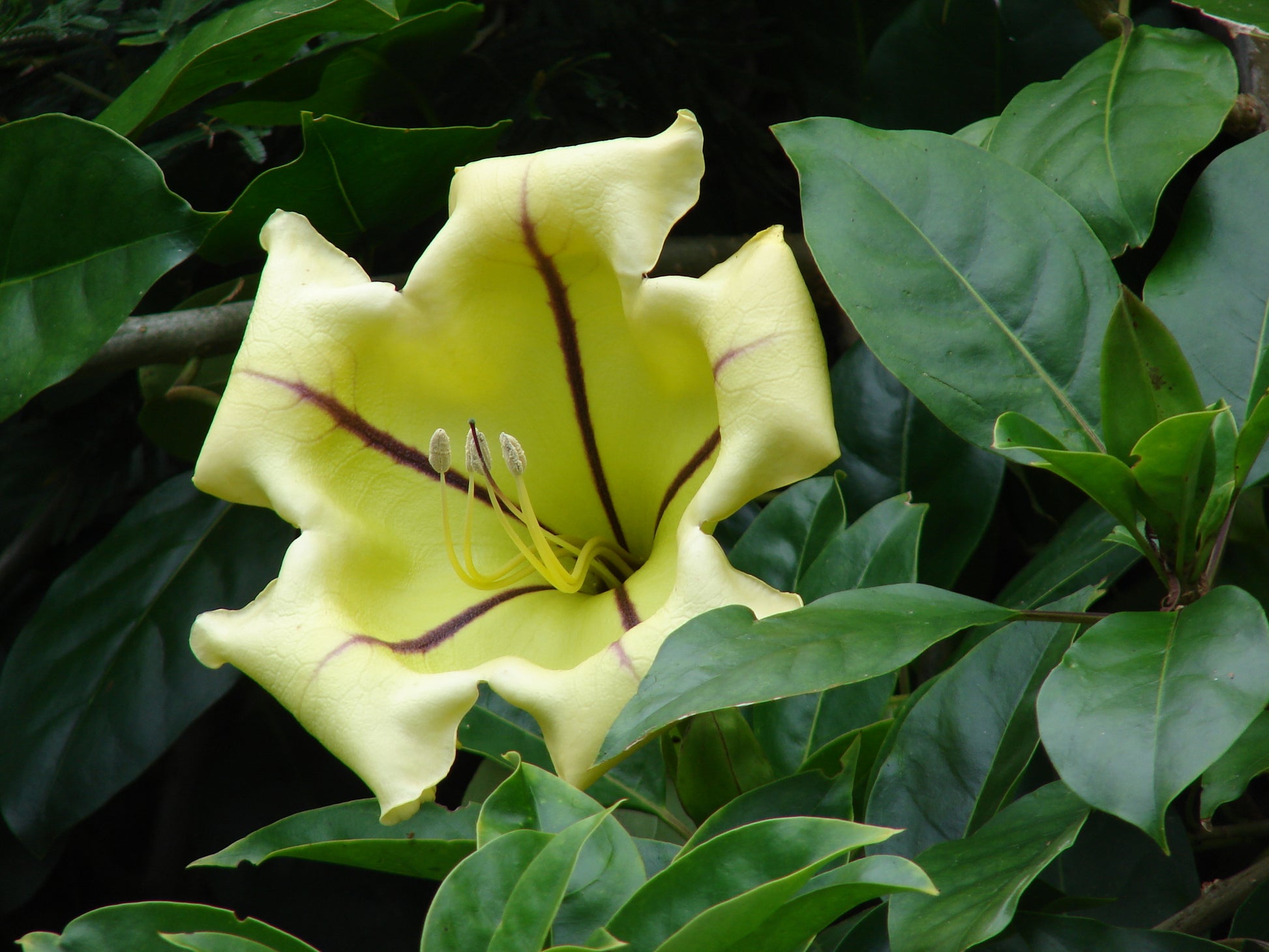 Solandra Grandiflora Blumensamen zur Aussaat leuchtend Blüten Traditionssorte & ohne Gentechnik Samen Hausgarten