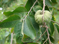 Annona cherimola Fruchtsamen für einfaches Anpflanzen