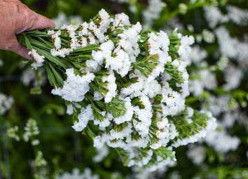 Weiß Semi Statice Blumensamen elegant Weiß Statice Blüten