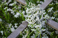 Weiß Semi Statice Blumensamen elegant Weiß Statice Blüten