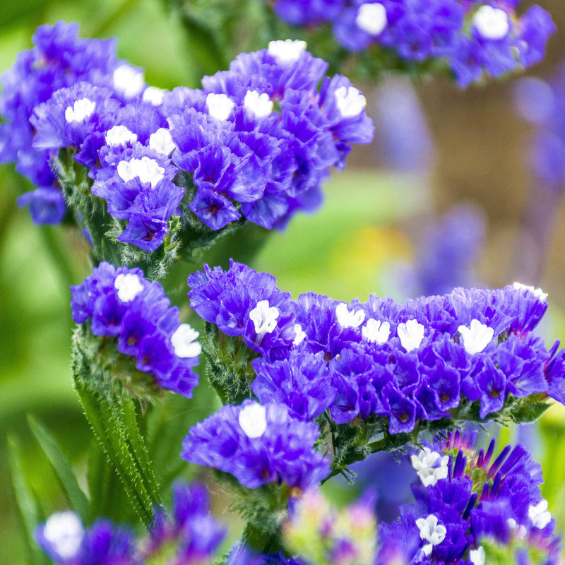 Statice blau river blume samen for anpflanzung
