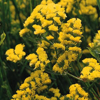 Gelb Statice Blumensamen einfache Aussaat und robust Blüten