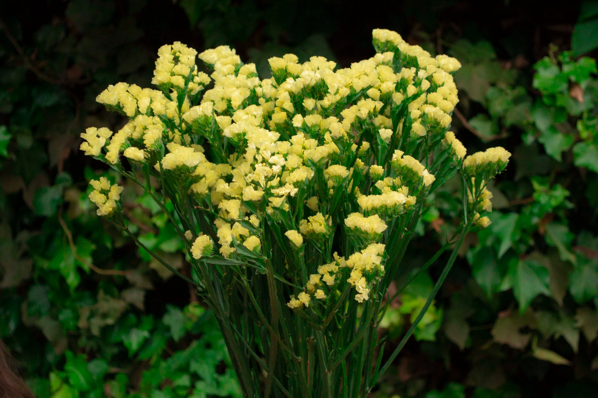 Gelb Statice Blumensamen zur Aussaat – hochwertige Qualitäts- – Traditionssorte & ohne Gentechnik Samen Hausgarten