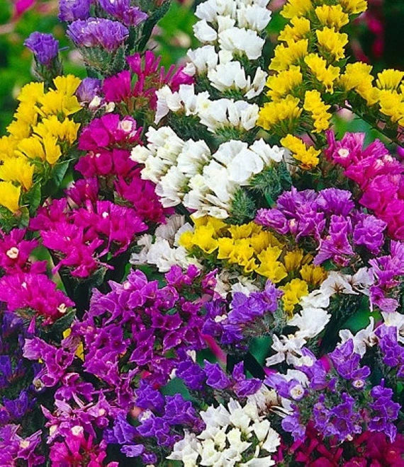 Statice Blumensamen zur Aussaat hochwertige Qualitäts- Traditionssorte & ohne Gentechnik Samen Hausgarten