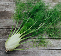 Weiß Fennel Samen zum Pflanzen