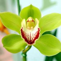 Grün Schmetterlingsorchidee Orchidee Blumensamen zur Aussaat Anzucht Traditionssorte & ohne Gentechnik Samen Hausgarten