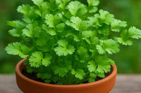 Green Santo Cilantro Gemüse Planting Samen