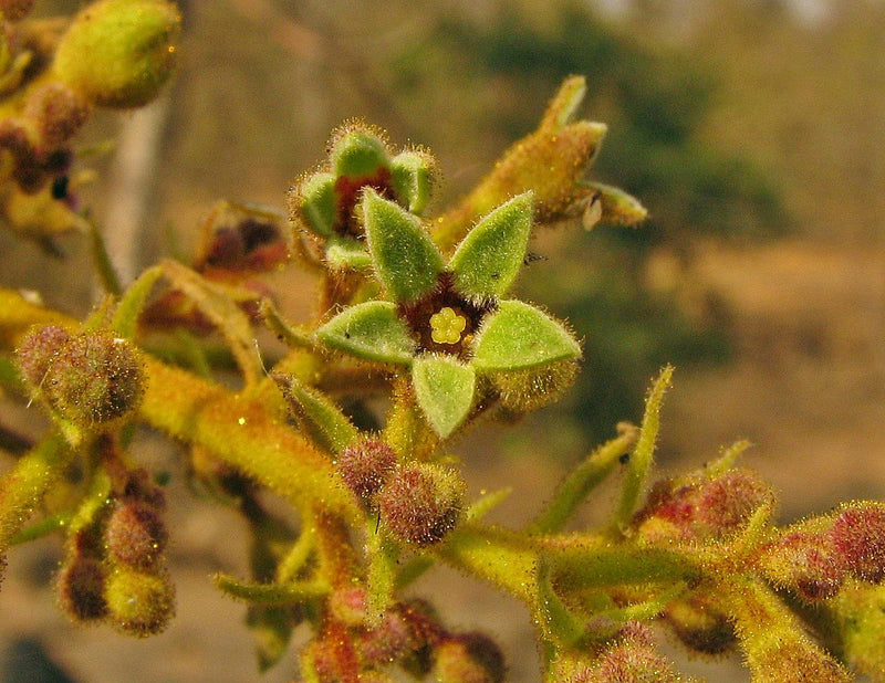 Sterculia Urens Baum Samen zur Aussaat exotisch Rot Baum Samen