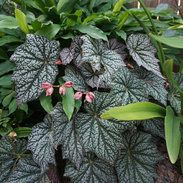 Begonia blume samen for anpflanzung cottage garten essential heirloom & gmo free samen for home garten 
 
 sale for anpflanzung in home garten