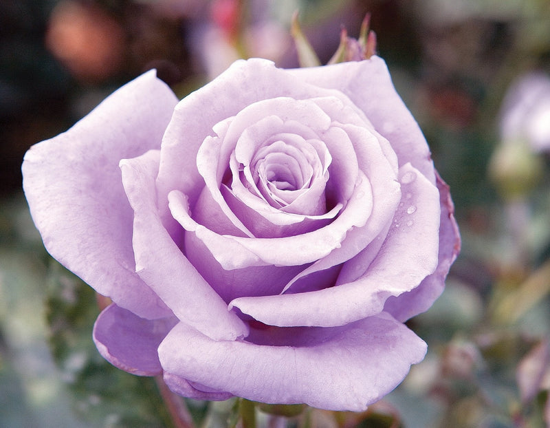Sterling Silver Rose Blumensamen zur Aussaat sonnenliebend Traditionssorte & ohne Gentechnik Samen Hausgarten