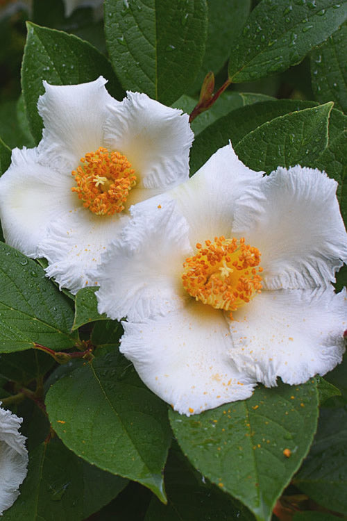 Weiß Stewartia Blumensamen zur Aussaat – duftend Blüten – Traditionssorte & ohne Gentechnik Samen Hausgarten