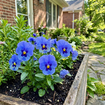 Stiefmuetterchen Samen Blue Blotch