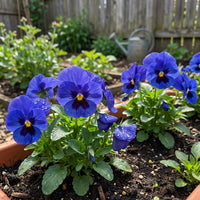 Stiefmuetterchen Samen Blue Blotch