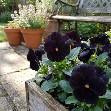 Stiefmuetterchen Samen Black Panther