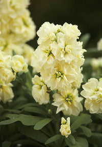 Gelb Levkoje Incana Blumensamen zur Aussaat Drought verträglich Traditionssorte & ohne Gentechnik Samen Hausgarten
