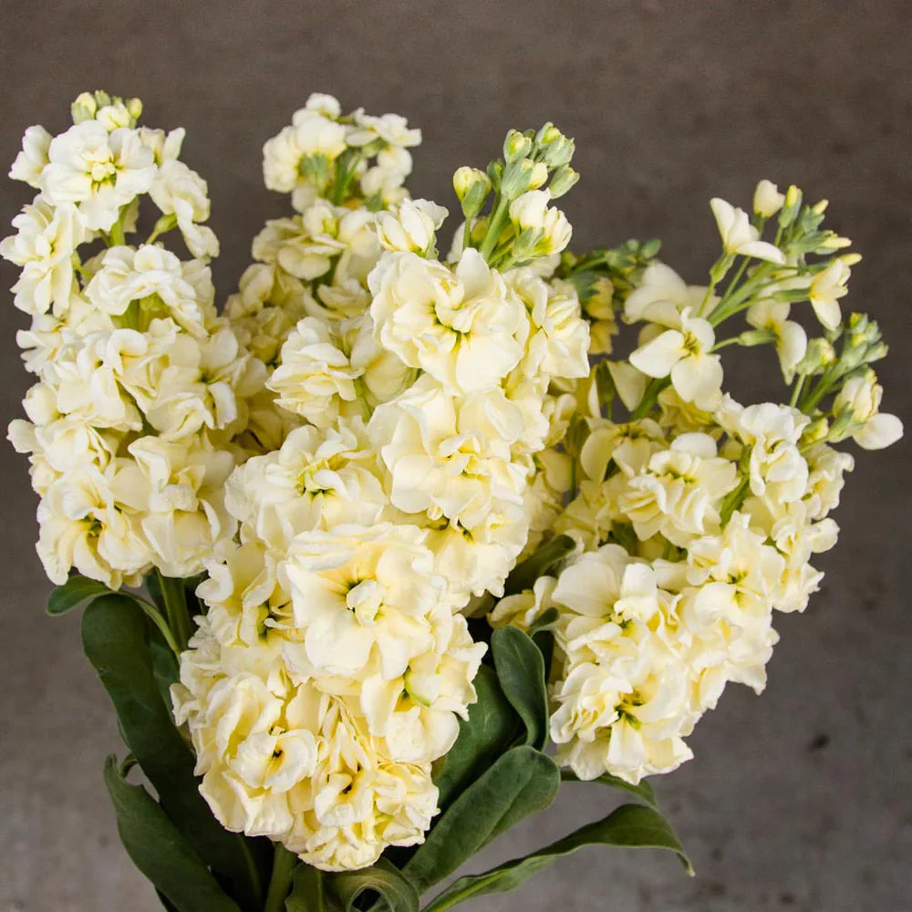 Levkoje Incana Blumensamen zur Aussaat Schnitt Blume beliebt Traditionssorte & ohne Gentechnik Samen Hausgarten