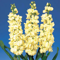 Matthiola (matthiola incana) samen for anpflanzung in home garten