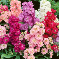 Levkoje Incana Blumensamen zur Aussaat – Halbschatten verträglich – Traditionssorte & ohne Gentechnik Samen Hausgarten