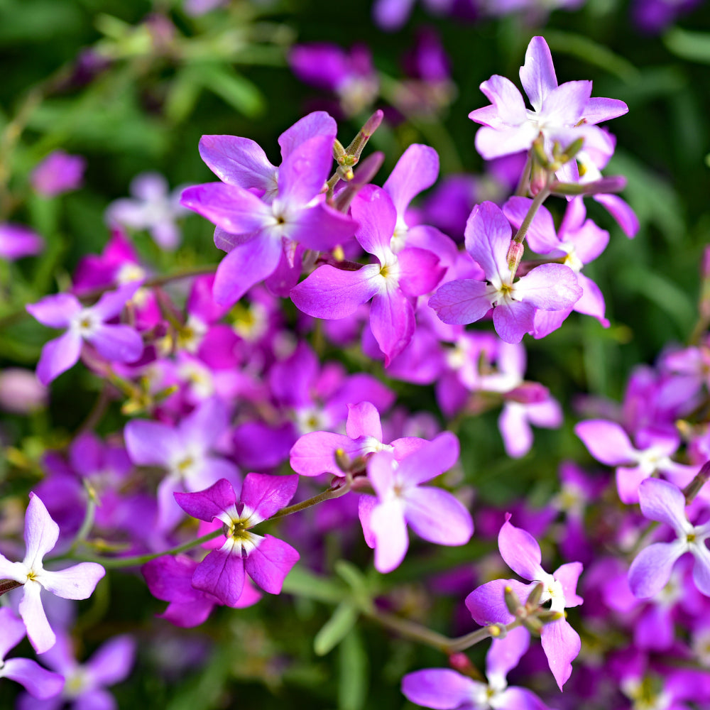 Night Scented Stock Samen Blumensamen zur Aussaat – Bestäuber freundlich – Traditionssorte & ohne Gentechnik Samen Hausgarten