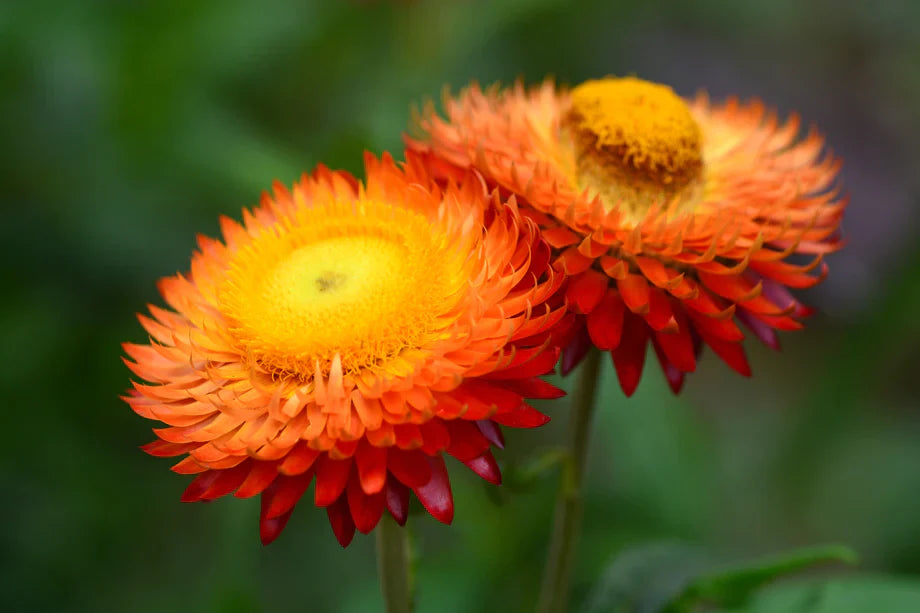 Non gmo orange double strawflower samen
