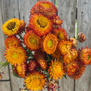 Gelb Orange Straw Blumensamen zur Aussaat – Landhaus Garten wichtig – Traditionssorte & ohne Gentechnik Samen Hausgarten