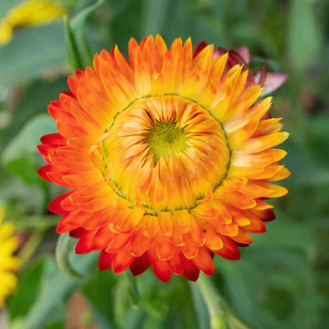 Orange double strawflower samen for anpflanzung