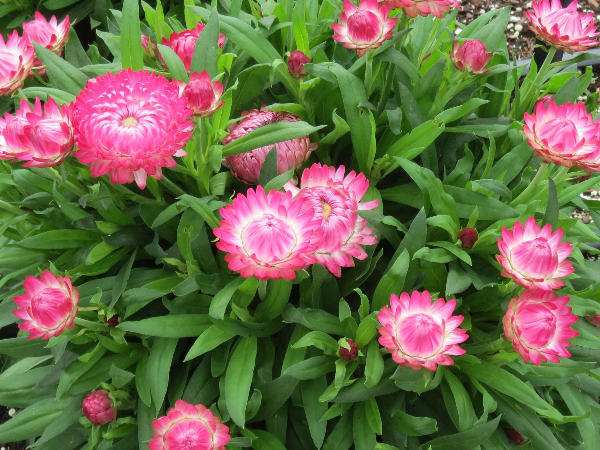 Rot Helichrysum Italicum Blumensamen zur Aussaat – pflegeleicht – Traditionssorte & ohne Gentechnik Samen Hausgarten