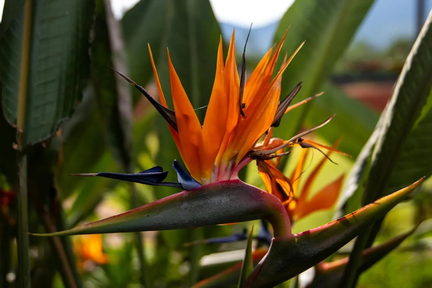 Exotic tropical strelitzia blume samen